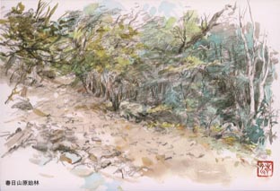 Kasuga-yama Hill Primeval Forest