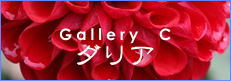 Gallery_A