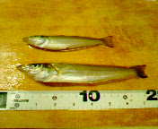 18cm15cm