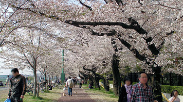 ガス橋先の二十一世紀桜並木
