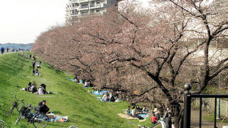 下丸子 二十一世紀桜並木　3分咲き