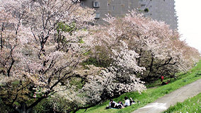 多摩川　6割葉桜
