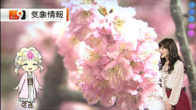 春ちゃん　河津桜