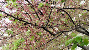 多摩川の桜が葉桜へ切り替わり厨