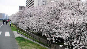 多摩川　桜満開