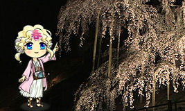 春ちゃん　滝桜