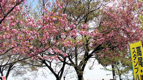 城山　桜