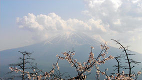 三つ峠　下山道で桜と富士山