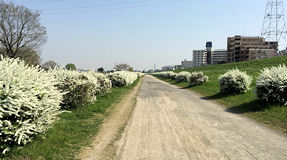 多摩川　白い花の道