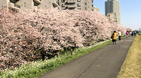 多摩川　鵜の木辺りの桜