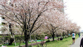 多摩川　葉桜