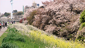 多摩川　葉桜