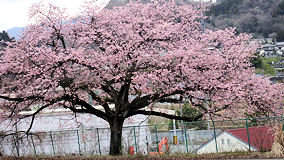 駿河小山駅前の金太郎桜