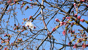 多摩川　ちょっとだけ咲いている桜