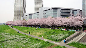多摩川　二十一世紀桜