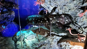 沼津　深海魚水族館