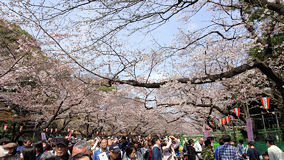 上野　桜7分咲き