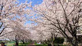 多摩川　21世紀桜