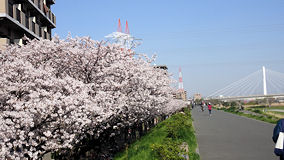 多摩川　大師橋前の桜