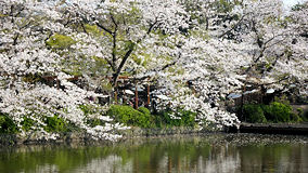鎌倉　池とサクラ