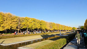 昭和記念公園　黄緑