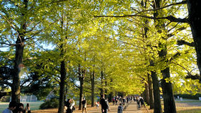 昭和記念公園　奥のイチョウ並木は黄緑