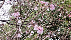 上野公園　十月桜