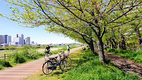 多摩川　二十一世紀桜