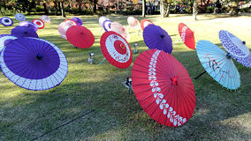 昭和記念公園　和傘