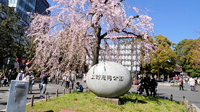 上野公園　忍ばず口の枝垂れ桜