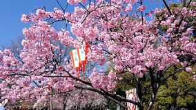 上野公園　西郷さん近くの桜