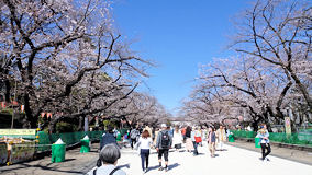 上野公園　メインの並木