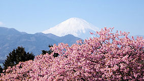 上野　松田山の河津桜と富士山