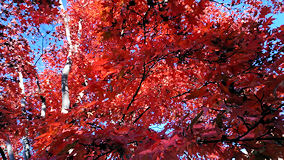 昭和記念公園　紅葉