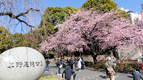 上野公園　寒桜満開