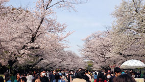 上野公園　桜