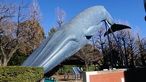上野　シロナガスクジラ