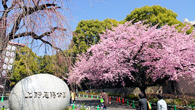上野公園　大寒桜