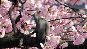 上野公園　大寒桜の鳥