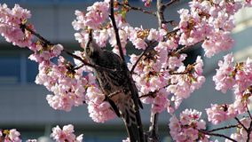 横浜　日本丸前の桜の鳥