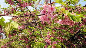 代々木公園　河津桜の葉桜
