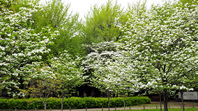 代々木公園　白い花の木