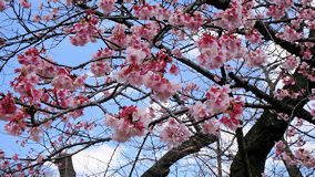 上野公園　寒桜
