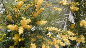 ���@�~���U�t�F�X�^