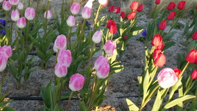 �����@�`���[���b�v���J