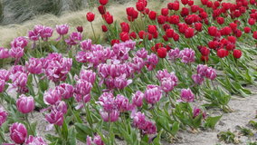 �����@�`���[���b�v