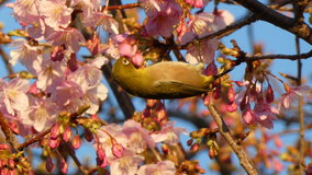 �����@�͒Í��ƃ��W��