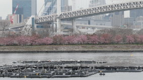 �����@�C�l�����̕���?