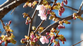 �s�E�r�̉͒Í�