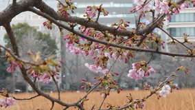 �s�E�r�̉͒Í�